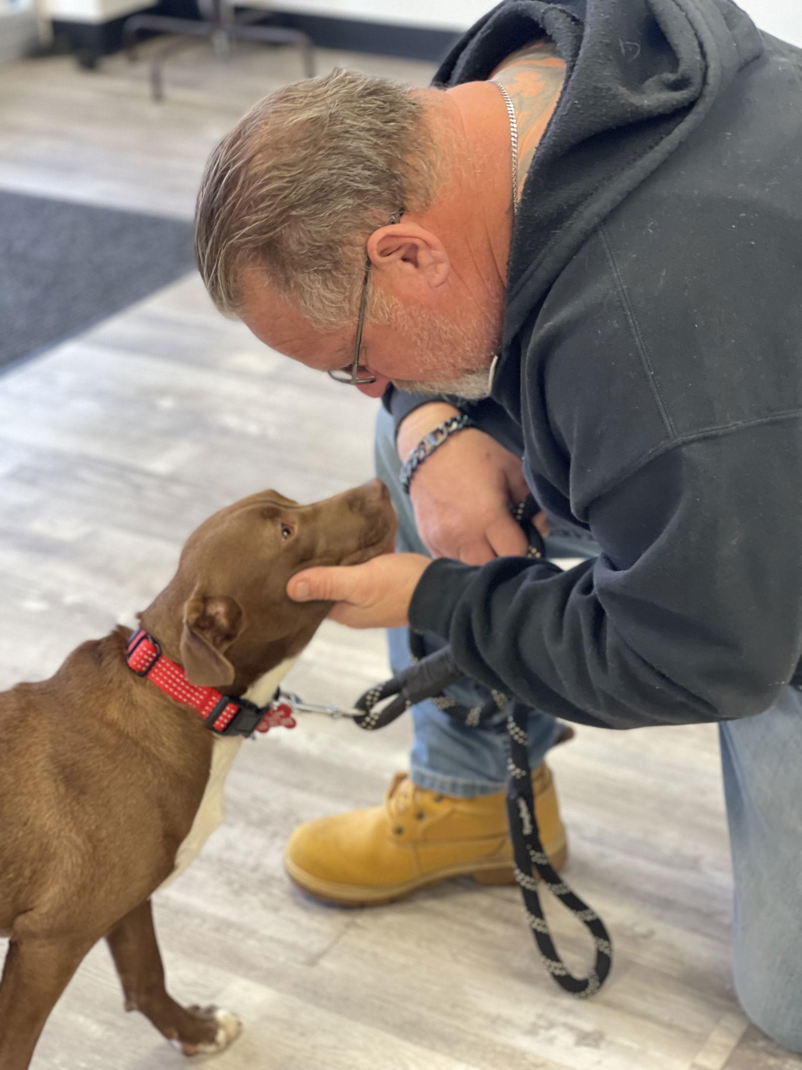 Enlarge Ellie, a Adoptable Labrador Retriever in Blackwood, NJ image 2/3
