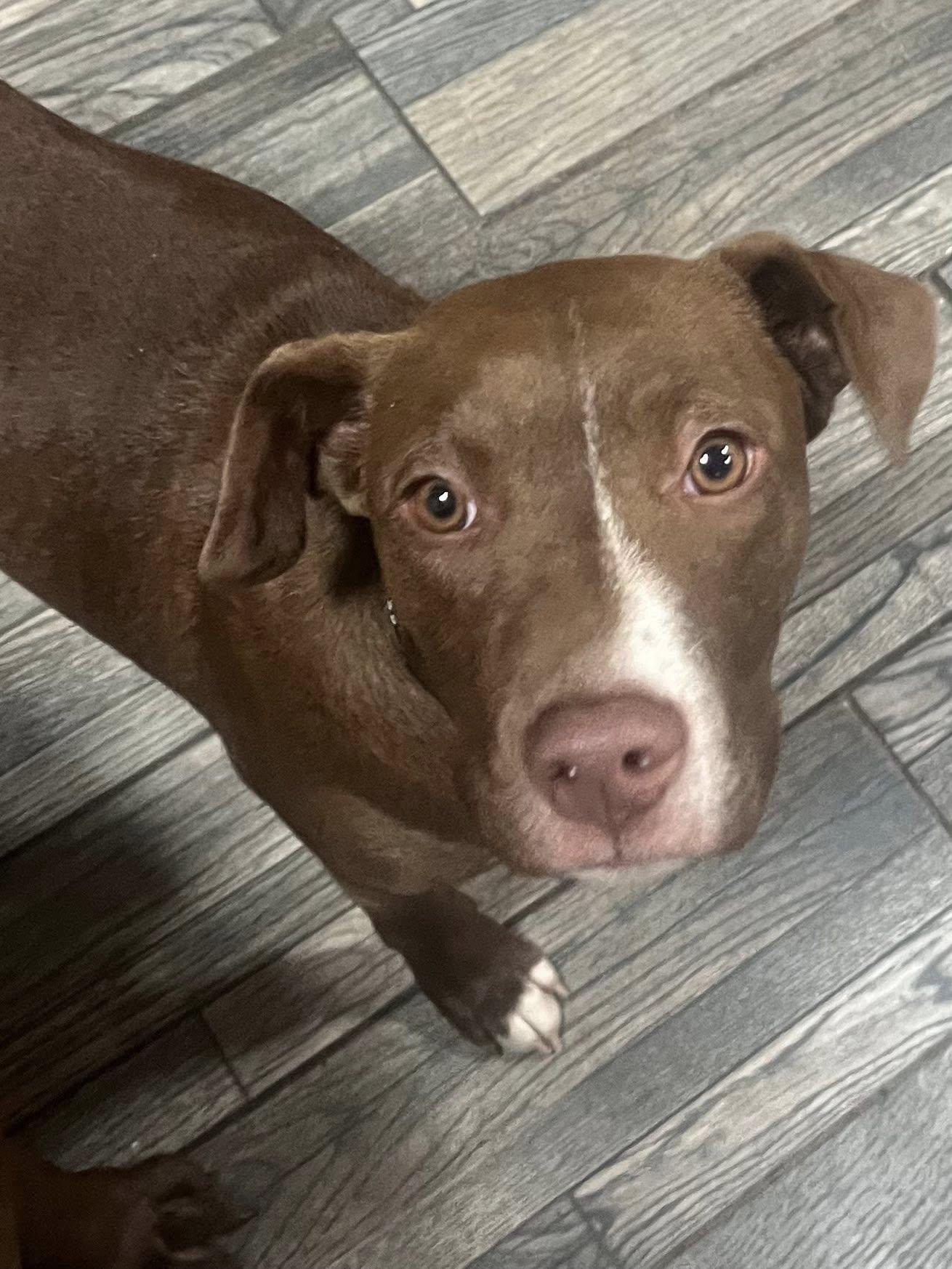 Enlarge Ellie, a Adoptable Labrador Retriever in Blackwood, NJ image 2/3