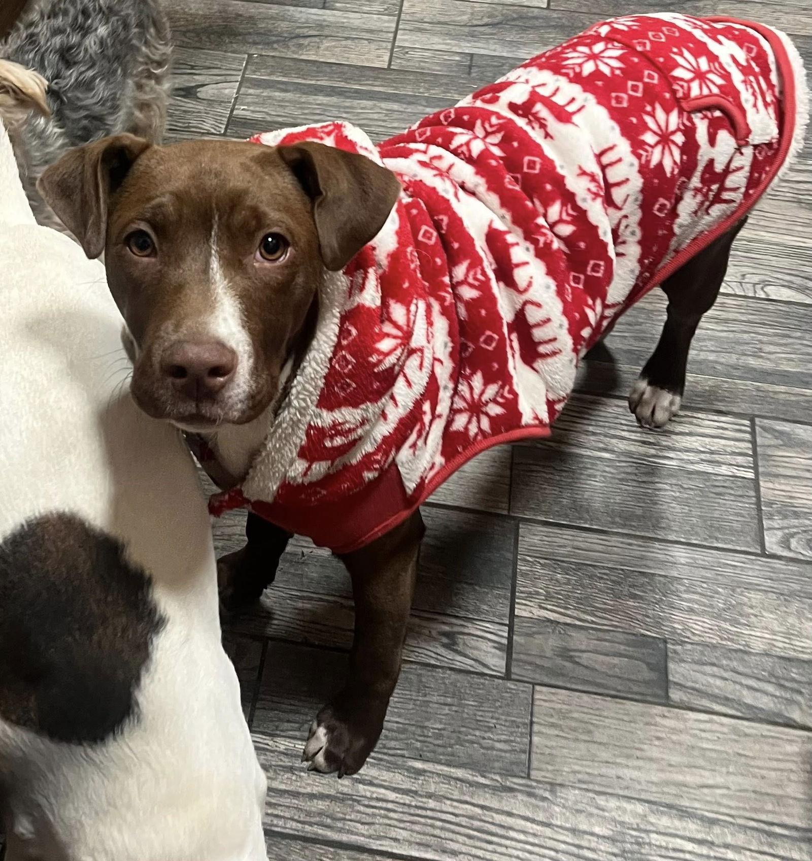 Enlarge Ellie, a Adoptable Labrador Retriever in Blackwood, NJ image 3/3