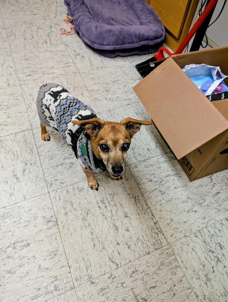 Enlarge Duke, a Adoptable mixed breed in Eugene, OR image 1/3