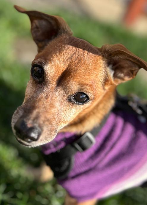 Enlarge Duke, a Adoptable mixed breed in Eugene, OR image 3/3