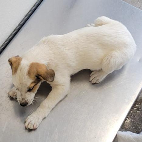 Hopper, Adoptable, Puppy Male Mixed Breed.