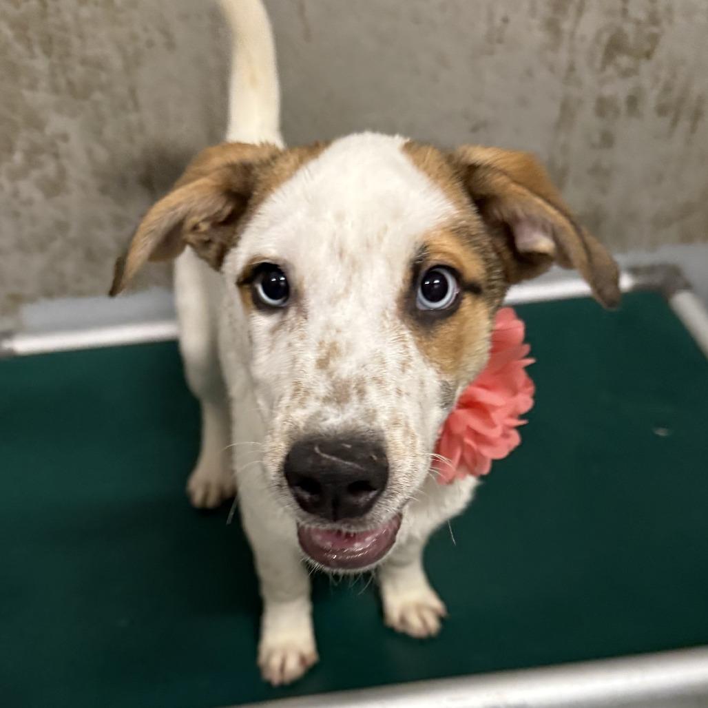 Hopper, a Adoptable Mixed Breed in Las Cruces, NM image 2/6