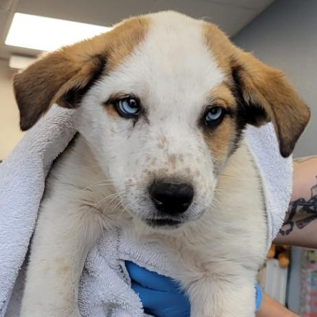 Hopper, a Adoptable Mixed Breed in Las Cruces, NM image 3/6