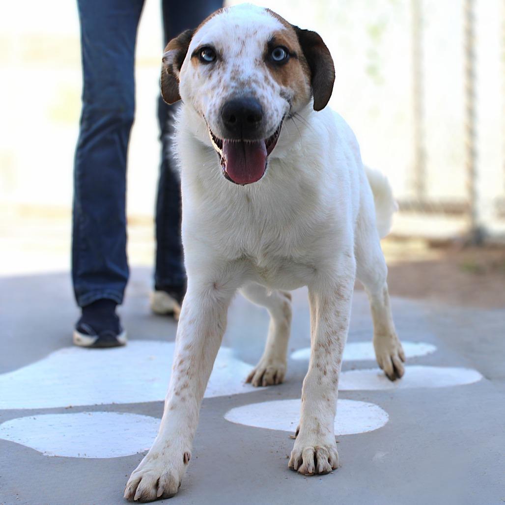 Enlarge Hopper, a Adoptable Mixed Breed in Las Cruces, NM image 4/5