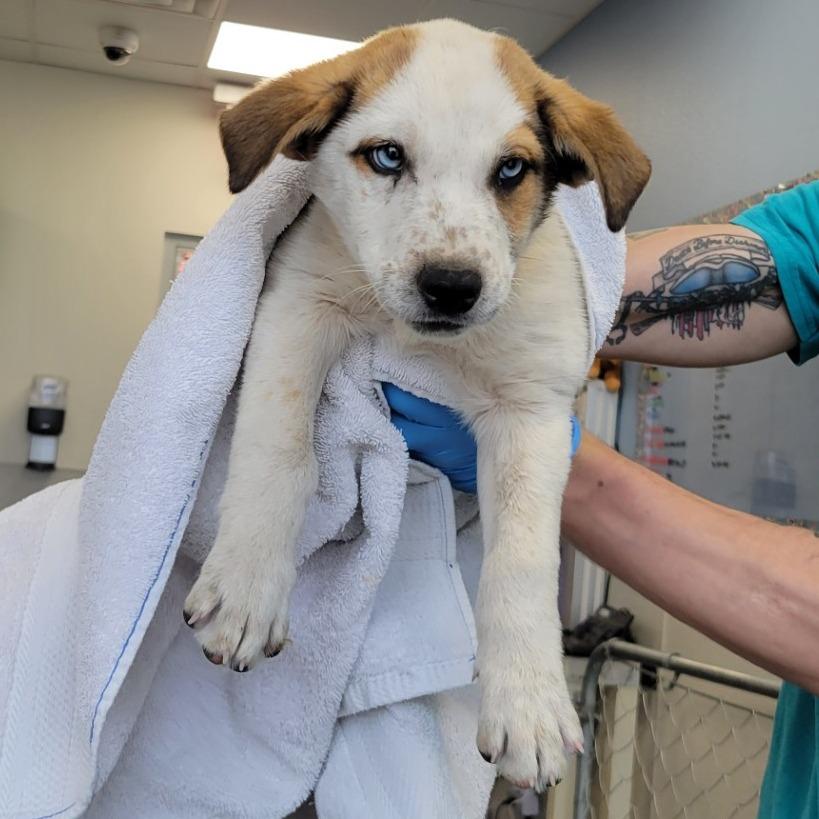 Hopper, a Adoptable Mixed Breed in Las Cruces, NM image 4/6