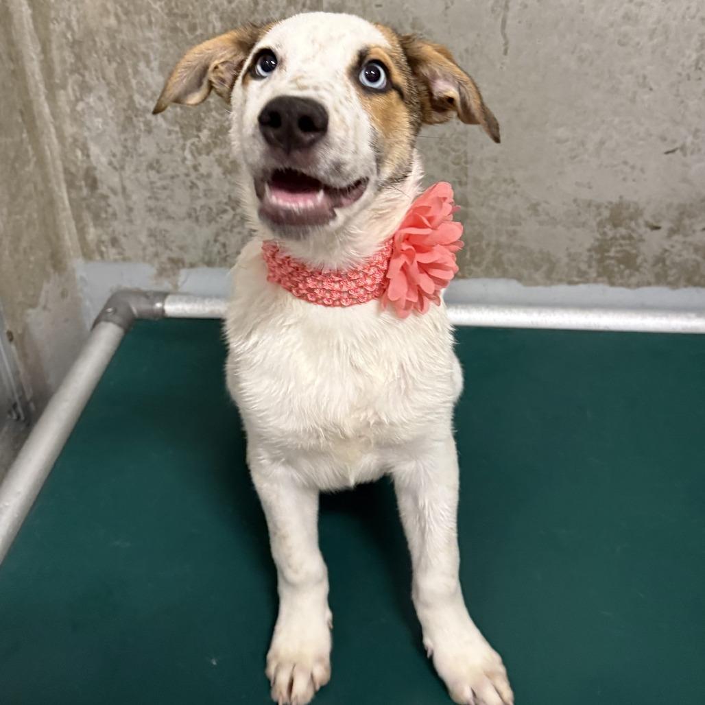 Hopper, a Adoptable Mixed Breed in Las Cruces, NM image 5/6