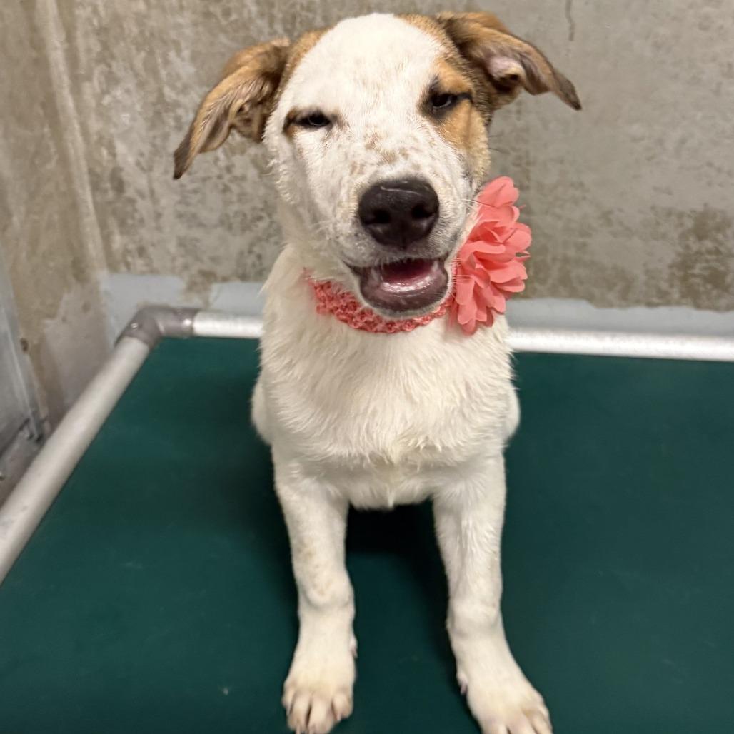 Hopper, a Adoptable Mixed Breed in Las Cruces, NM image 6/6