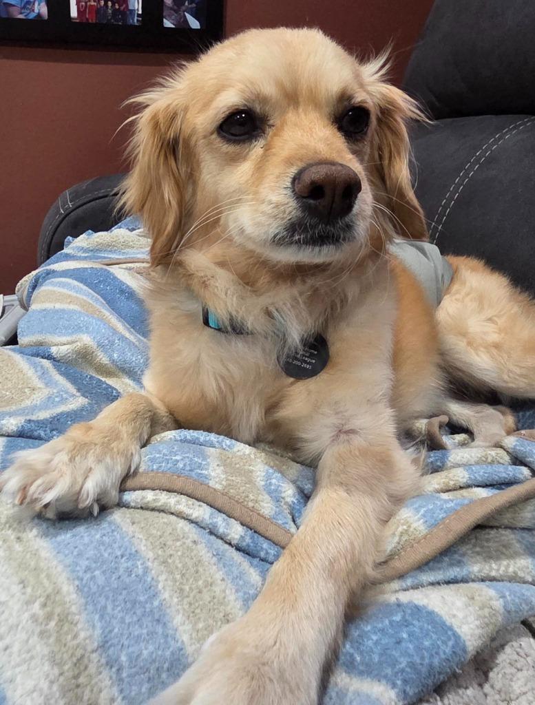 Enlarge Biscotti, a Adoptable mixed breed in West Bloomfield, MI image 1/5