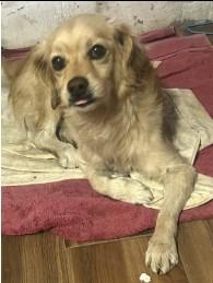 Enlarge Biscotti, a Adoptable mixed breed in West Bloomfield, MI image 3/5