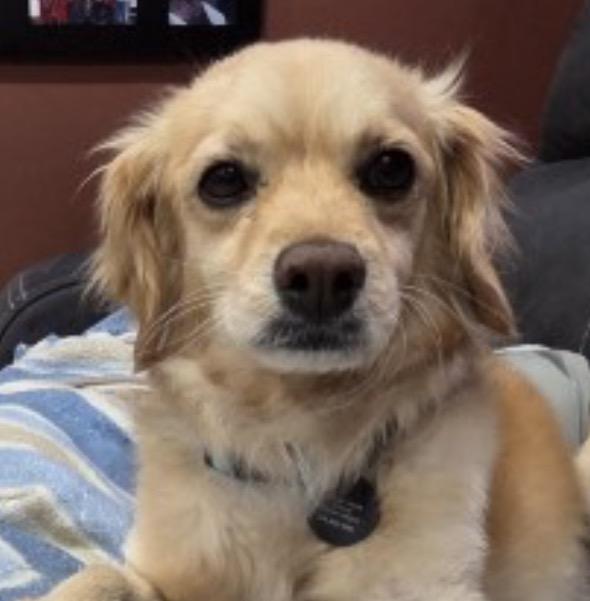 Enlarge Biscotti, a Adoptable mixed breed in West Bloomfield, MI image 4/5