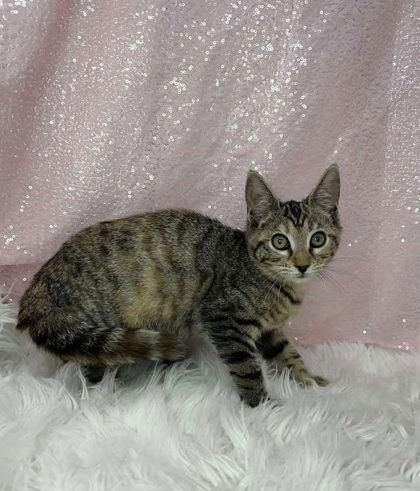 Enlarge Allegra, a Adopted Domestic Short Hair in Clarkesville, GA image 1/1
