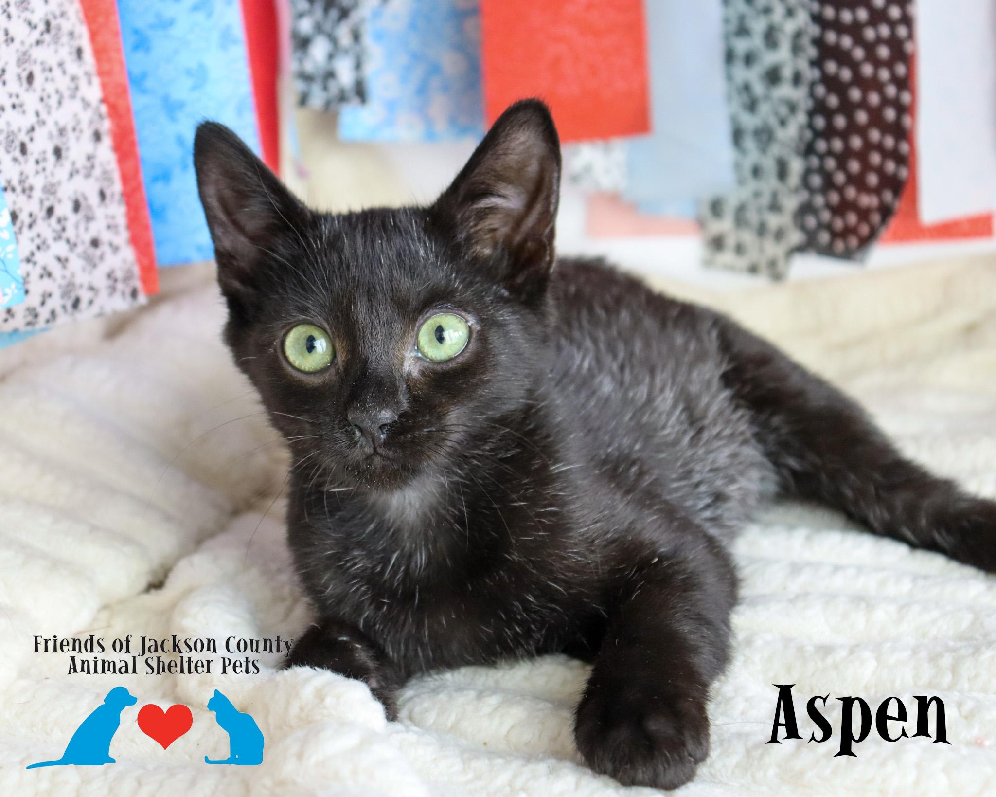 Enlarge Aspen, a Adoptable Domestic Short Hair in Ocean Springs, MS image 2/4
