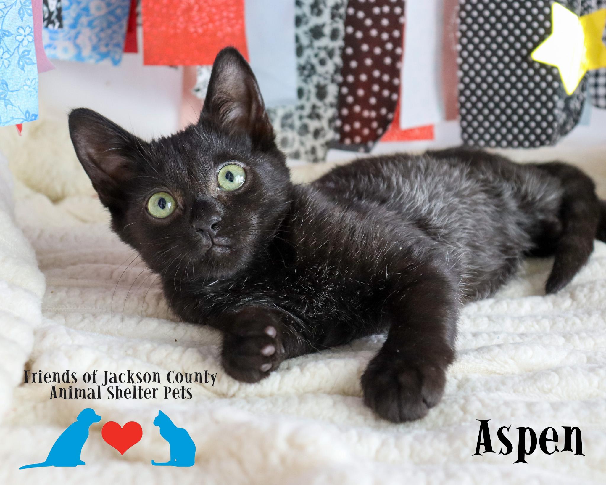 Aspen, Adoptable, Kitten Female Domestic Short Hair.