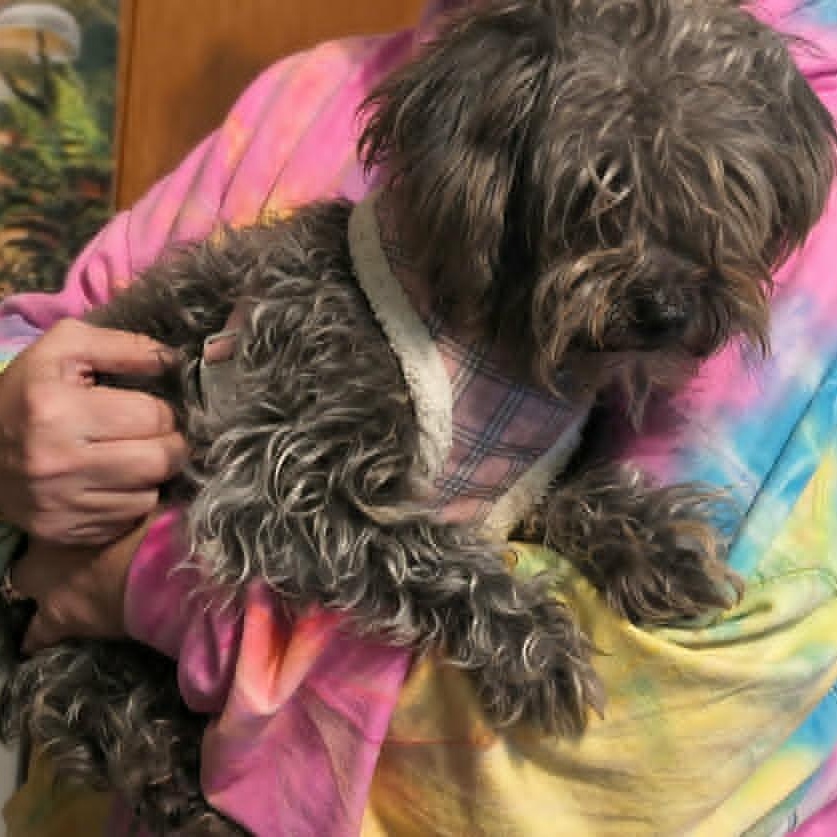 Enlarge bella, a Adoptable mixed breed in Portland, OR image 4/6