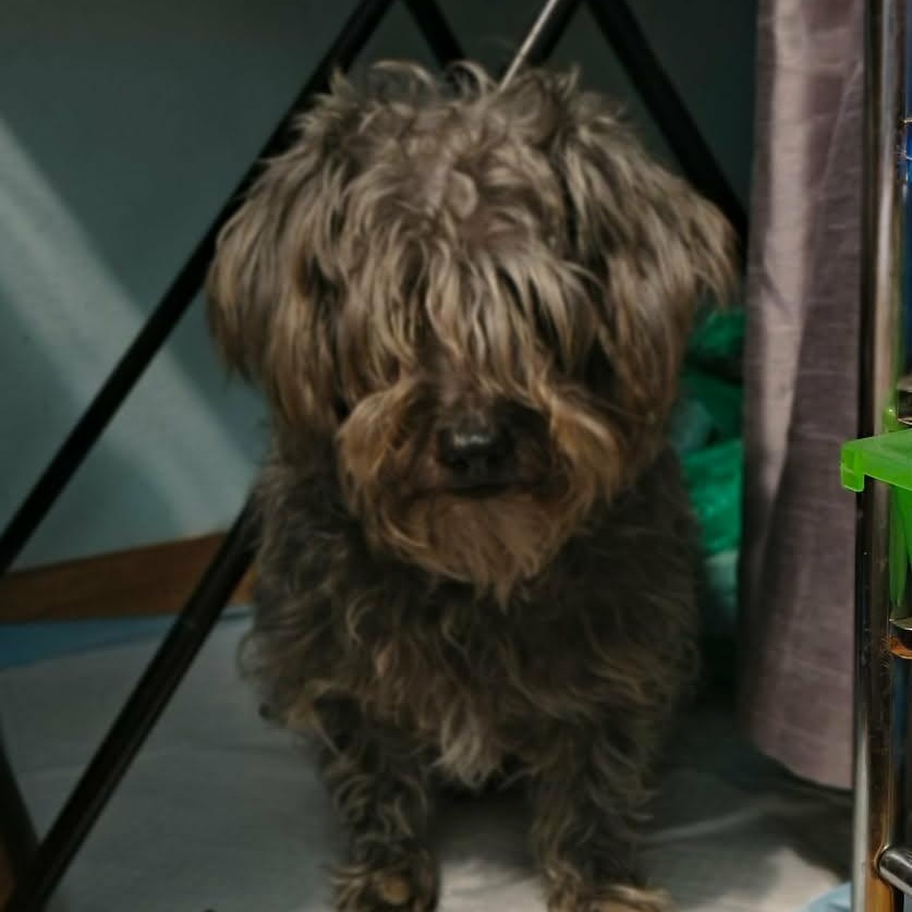 Enlarge bella, a Adoptable mixed breed in Portland, OR image 6/6