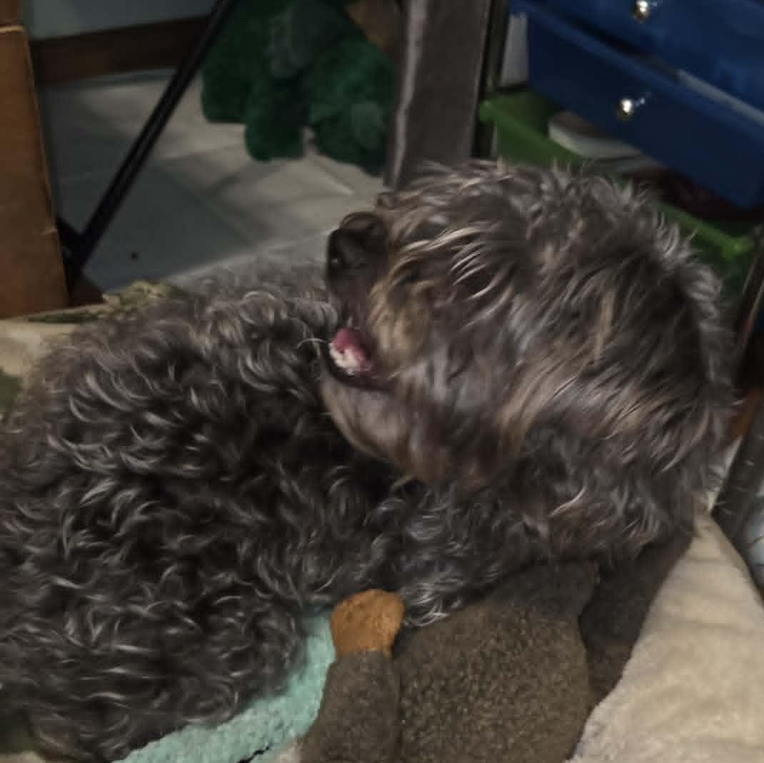 Enlarge bella, a Adoptable mixed breed in Portland, OR image 5/6