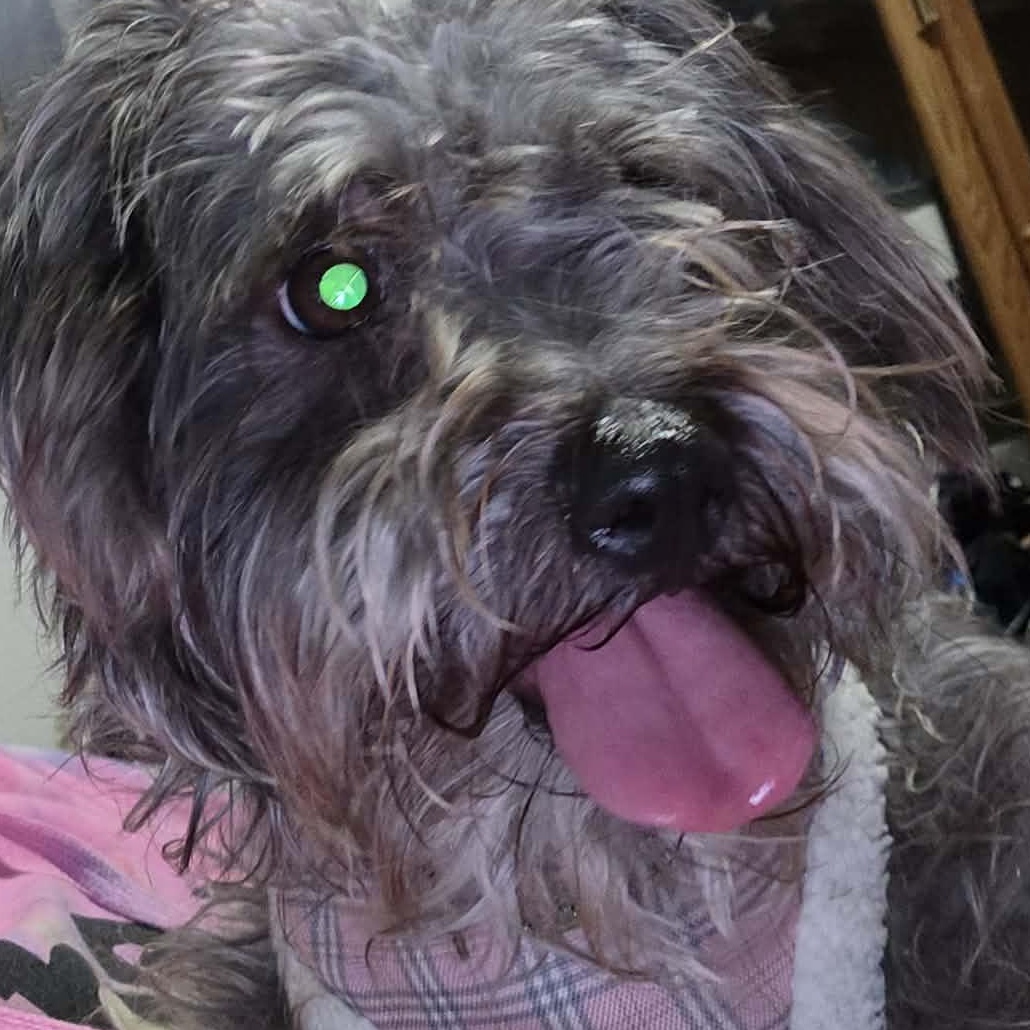 bella, Adoptable, Adult Female Terrier.