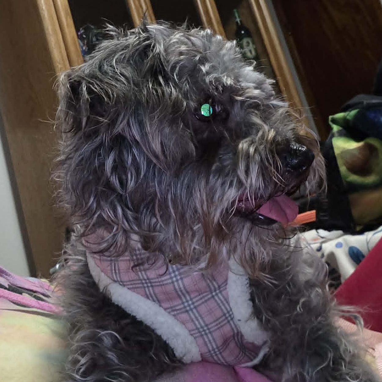 Enlarge bella, a Adoptable mixed breed in Portland, OR image 2/6