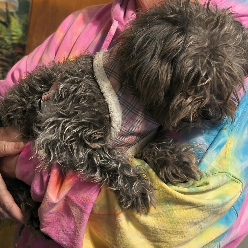 Enlarge bella, a Adoptable mixed breed in Portland, OR image 3/6