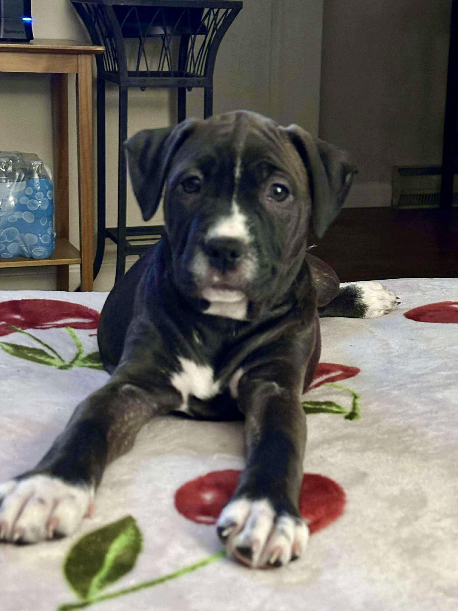 Tiramisu, Adoptable, Puppy Female Pit Bull Terrier & Pit Bull Terrier.