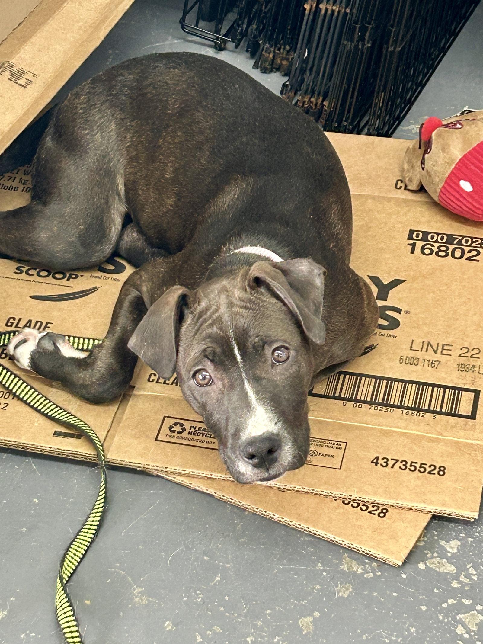 Enlarge Tiramisu, a Adoptable mixed breed in Barnhart, MO image 1/3