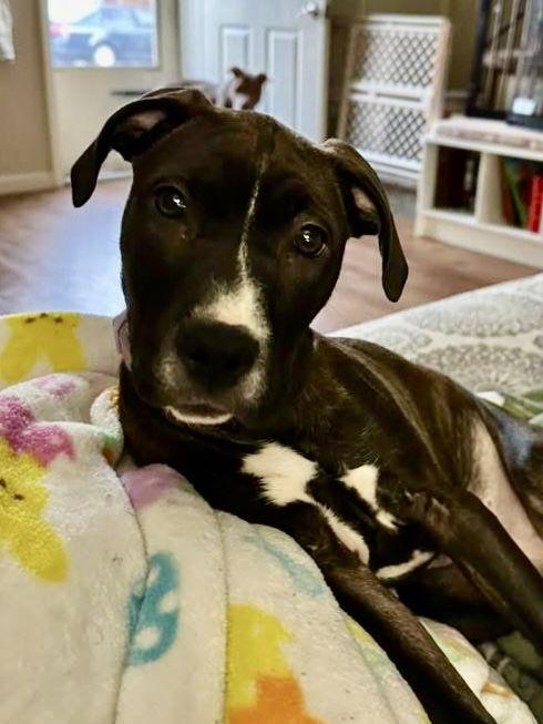 Tiramisu, Adoptable, Puppy Female Pit Bull Terrier & Pit Bull Terrier.