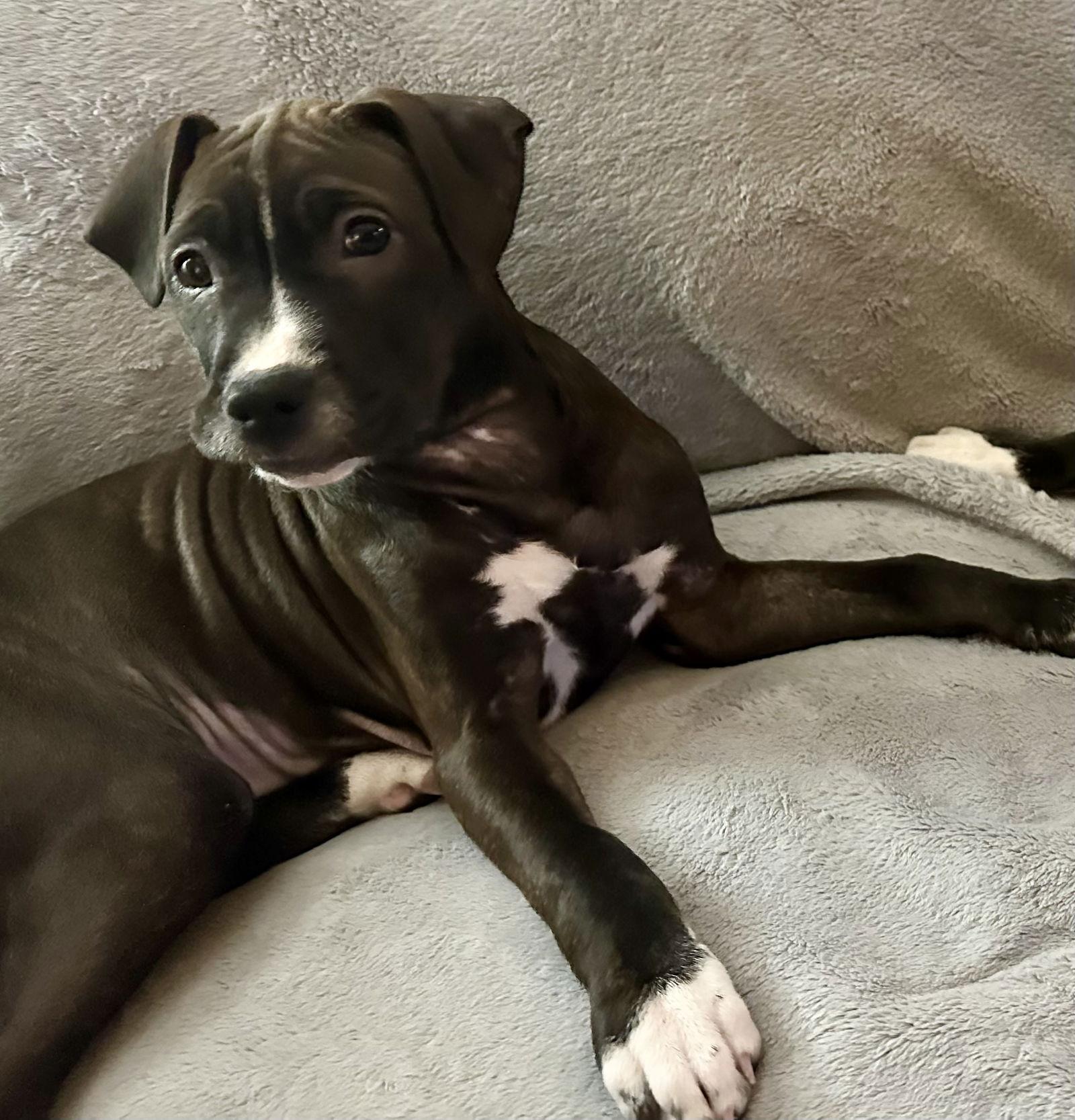 Enlarge Tiramisu, a Adoptable mixed breed in Barnhart, MO image 2/3