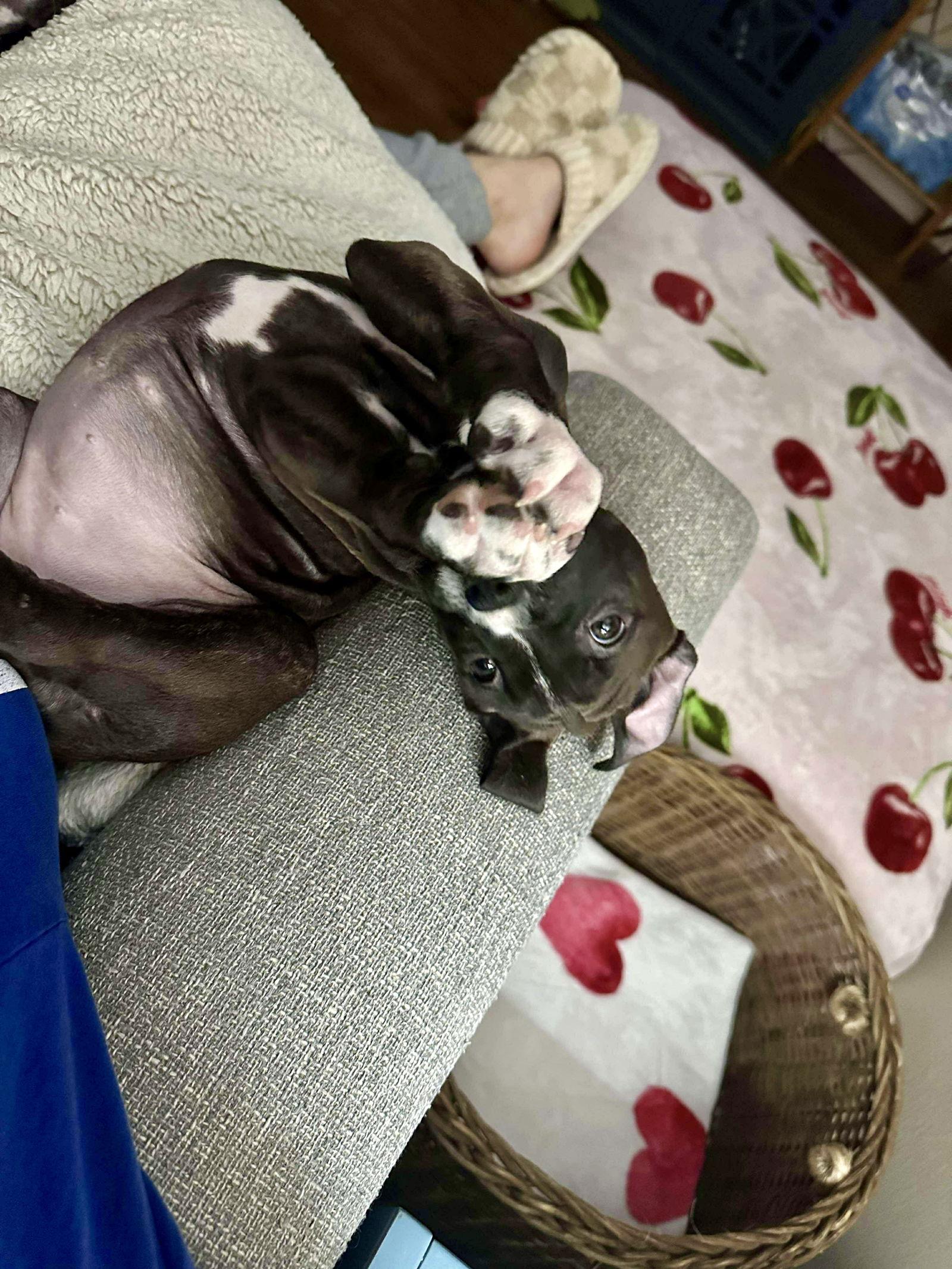 Tiramisu, a Adoptable mixed breed in Barnhart, MO image 2/2