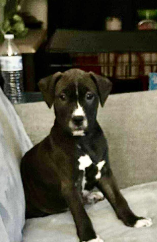 Enlarge Tiramisu, a Adoptable mixed breed in Barnhart, MO image 3/3