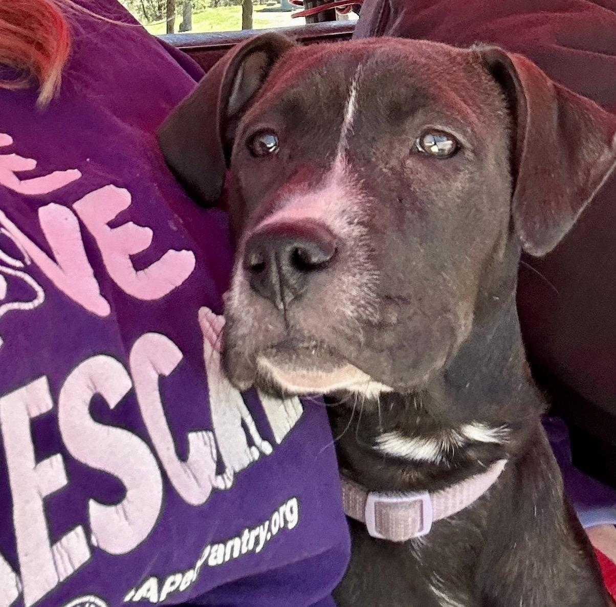 Enlarge Tiramisu, a Adoptable mixed breed in Barnhart, MO image 2/3