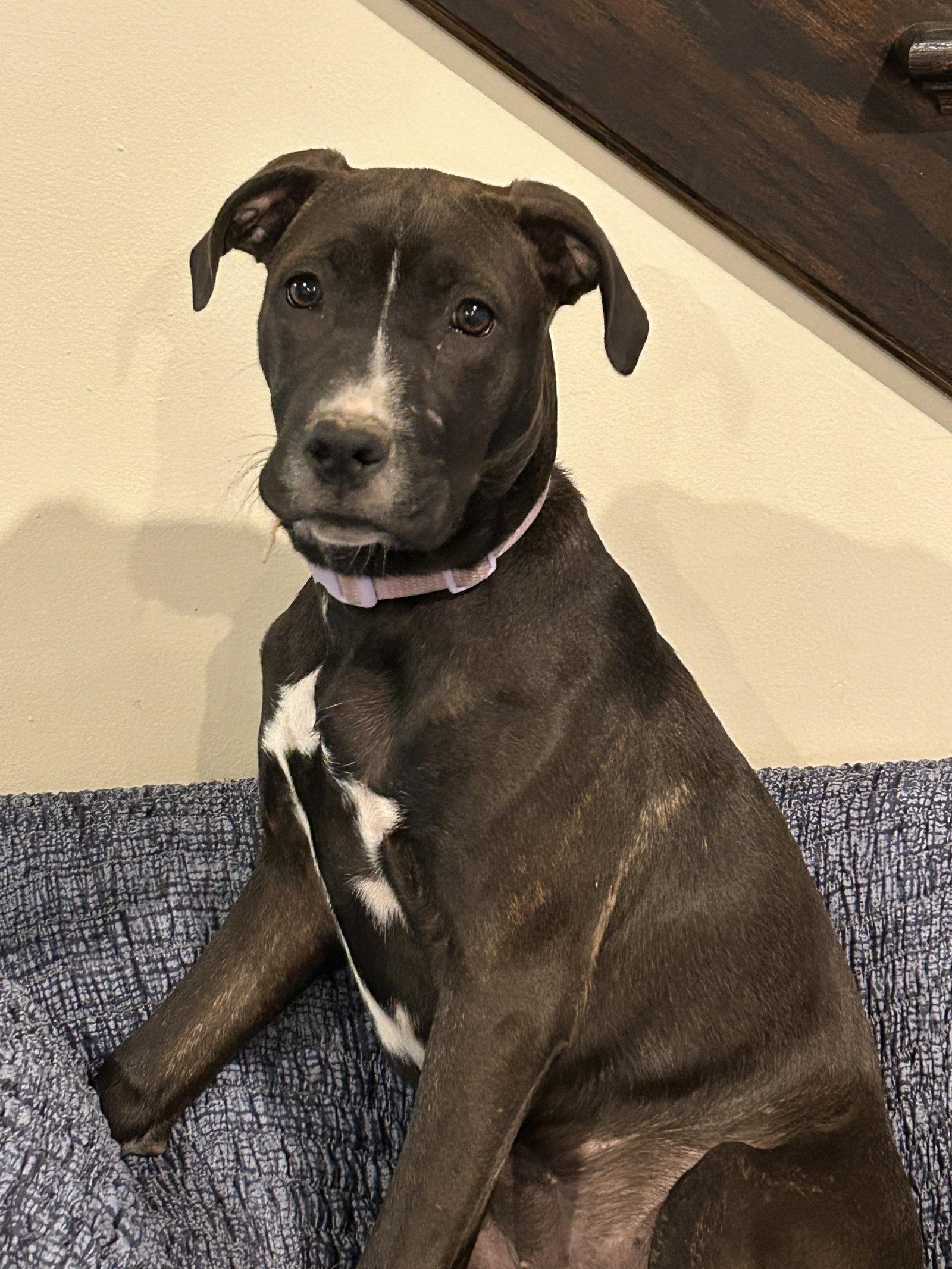 Enlarge Tiramisu, a Adoptable mixed breed in Barnhart, MO image 3/3