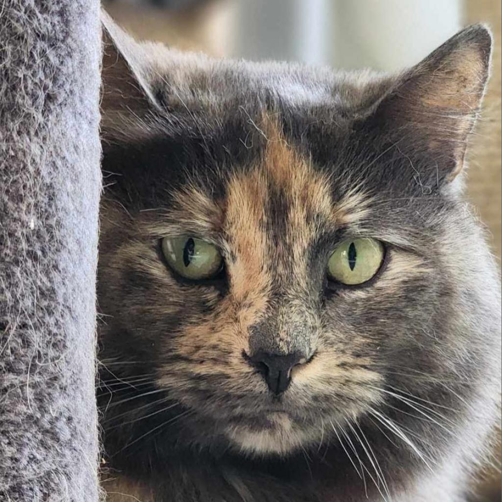 Gravy, Adoptable, Adult Female Domestic Long Hair.