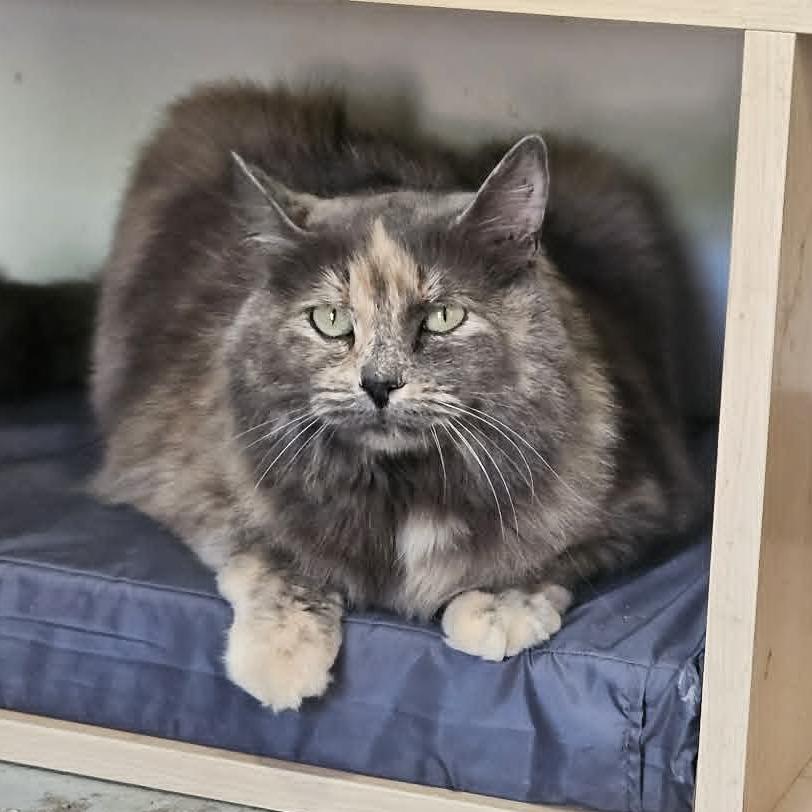 Gravy, a Adoptable Domestic Long Hair in Jacksonville, OR image 2/3
