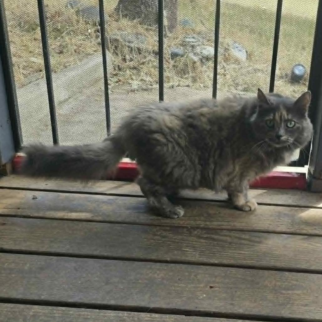 Gravy, a Adoptable Domestic Long Hair in Jacksonville, OR image 3/3