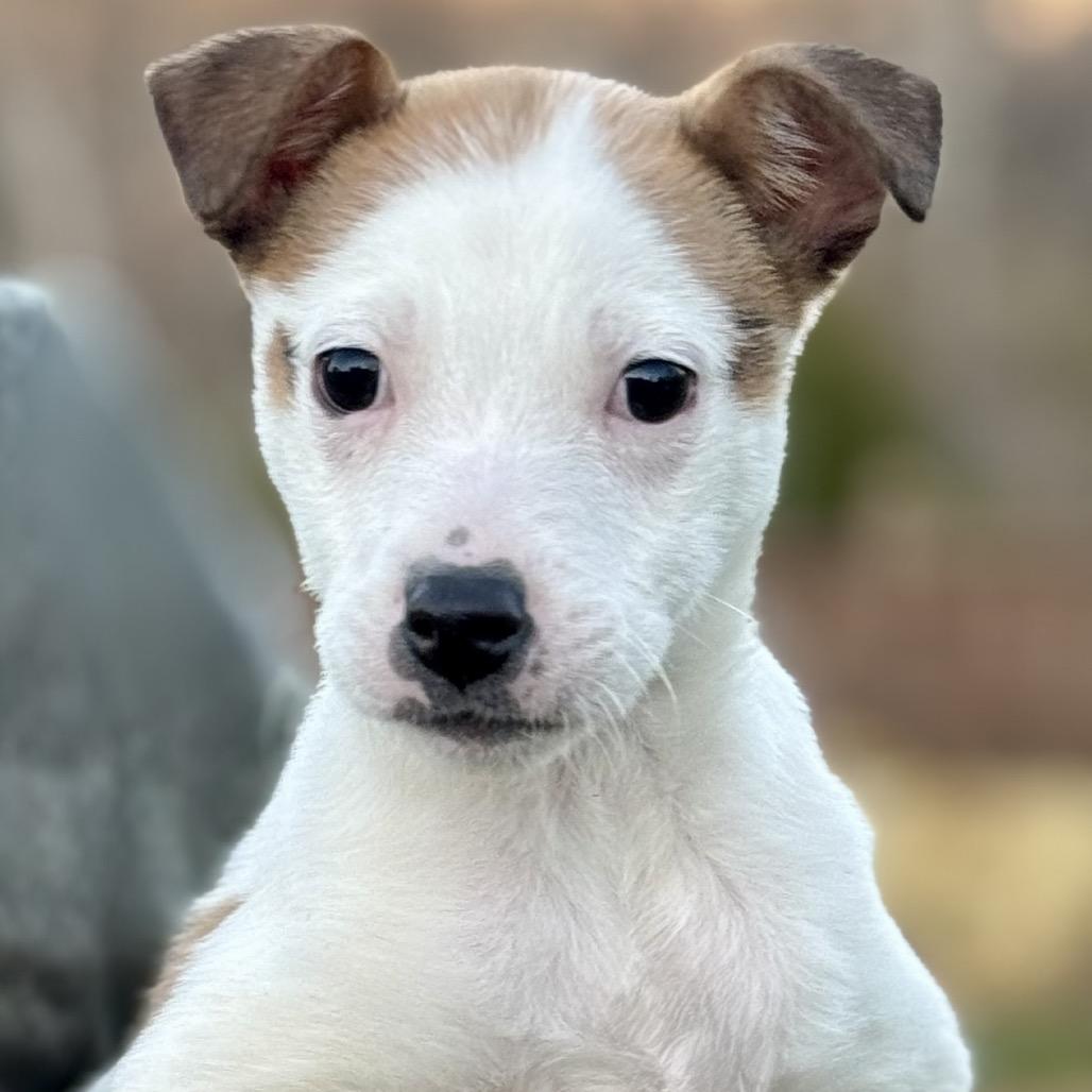 Enlarge Prancer, a Adoptable mixed breed in La Grange, KY image 2/3