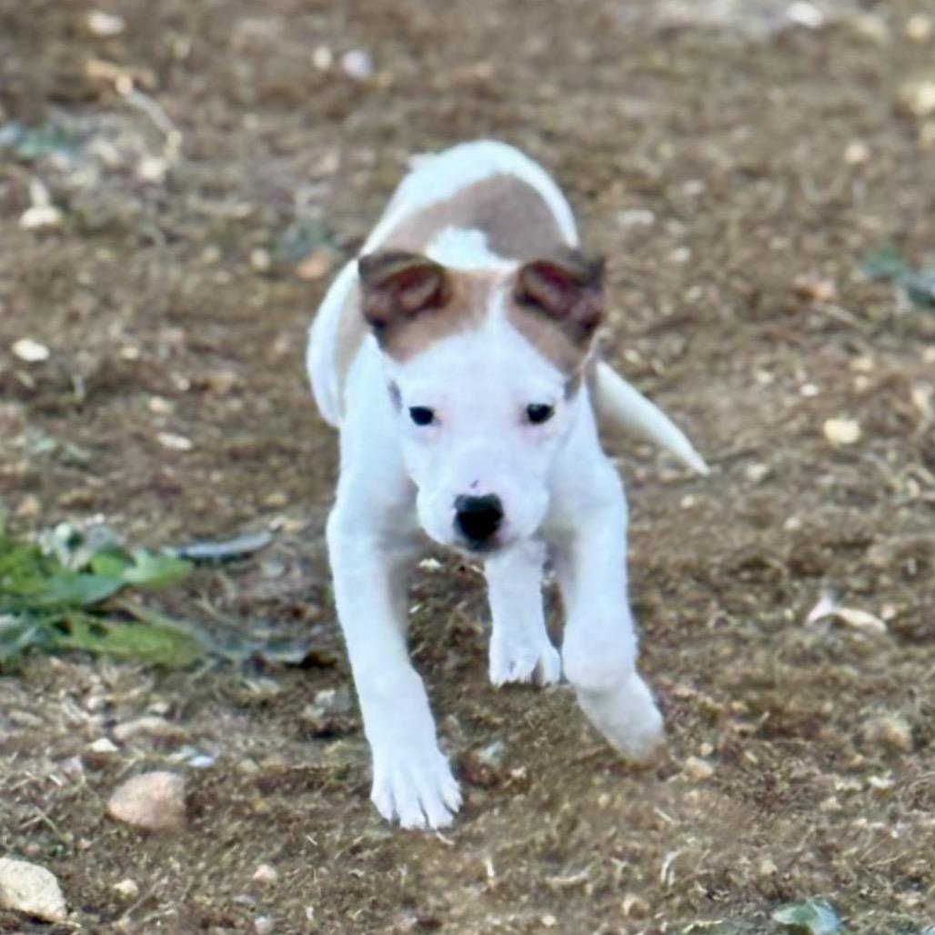 Enlarge Prancer, a Adoptable mixed breed in La Grange, KY image 3/3