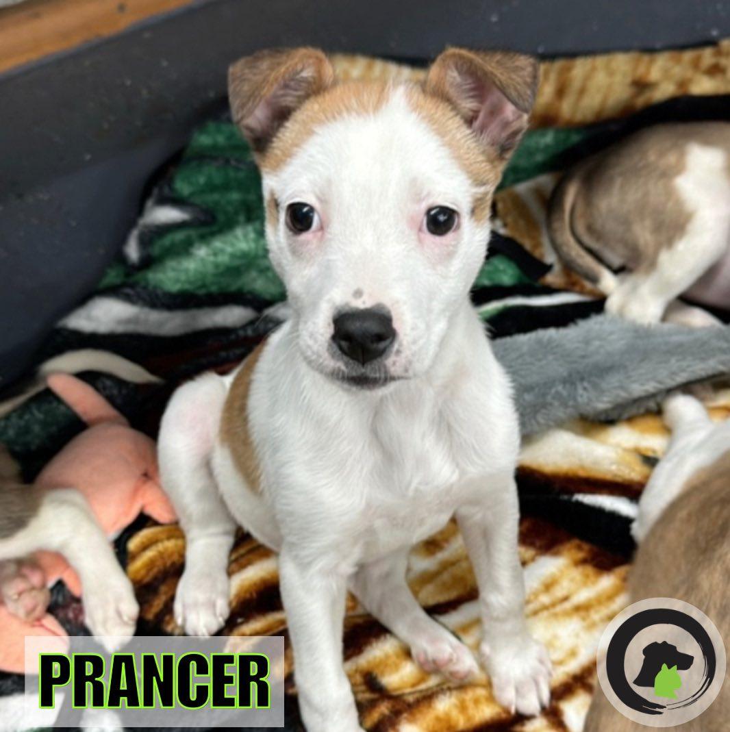 Enlarge Prancer, a Adoptable mixed breed in La Grange, KY image 1/3