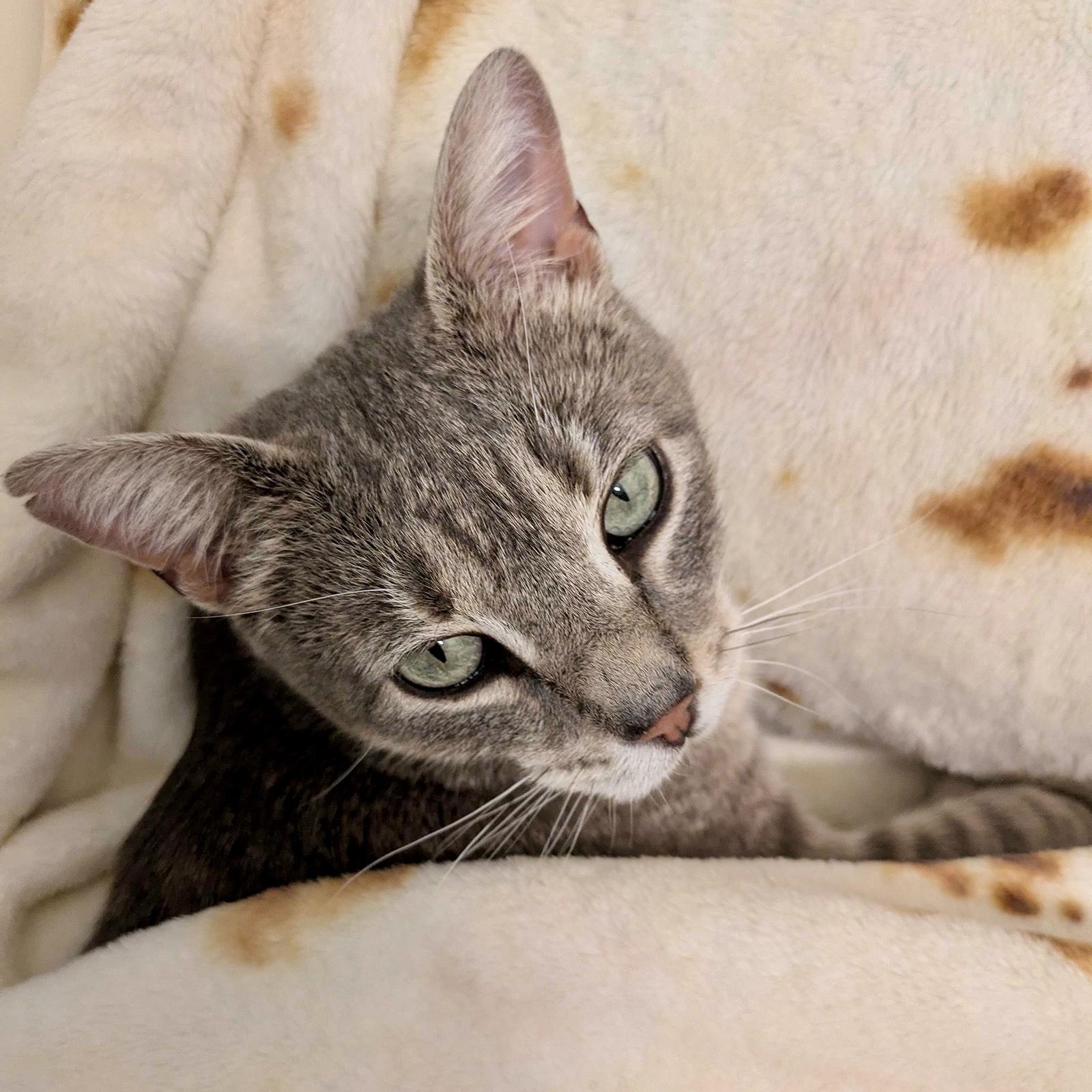 Enlarge Lumi, a Adoptable Domestic Short Hair in Long Island City, NY image 4/6