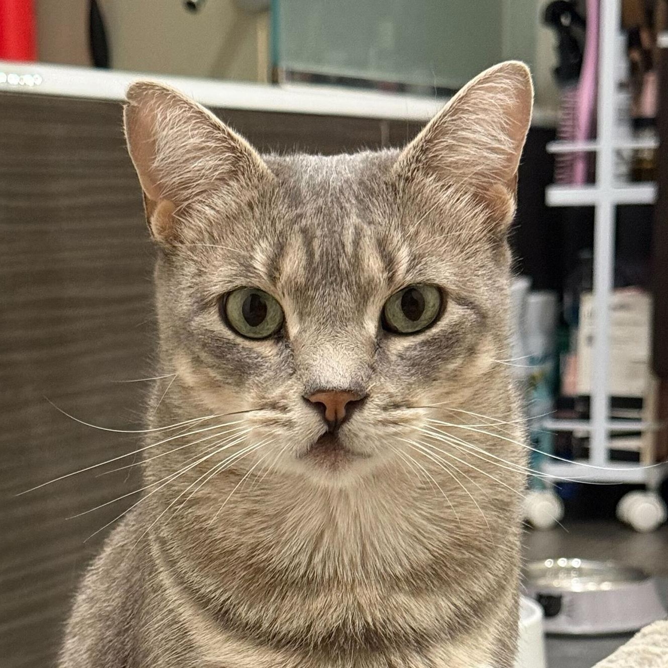 Enlarge Lumi, a Adoptable Domestic Short Hair in Long Island City, NY image 2/6