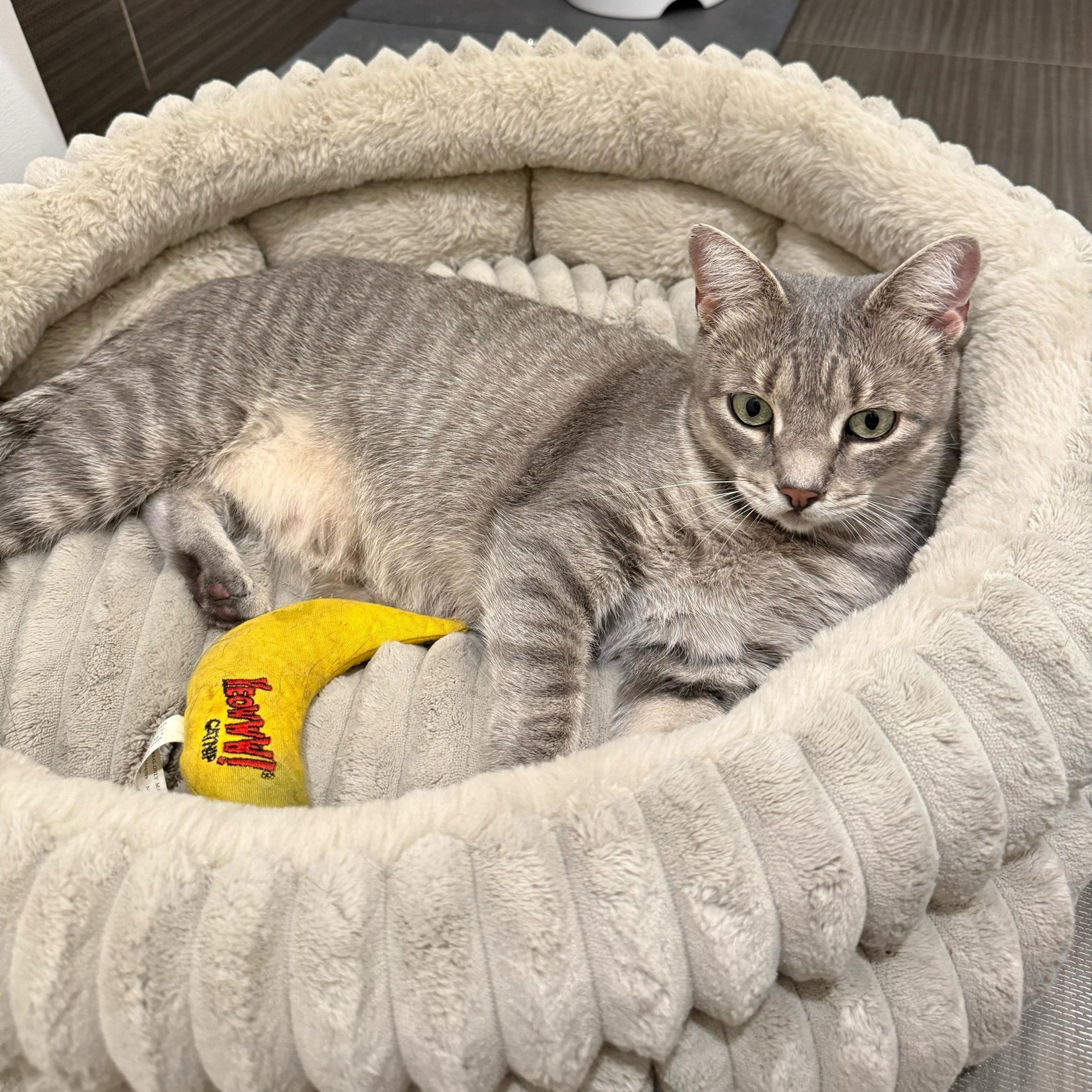 Enlarge Lumi, a Adoptable Domestic Short Hair in Long Island City, NY image 1/6