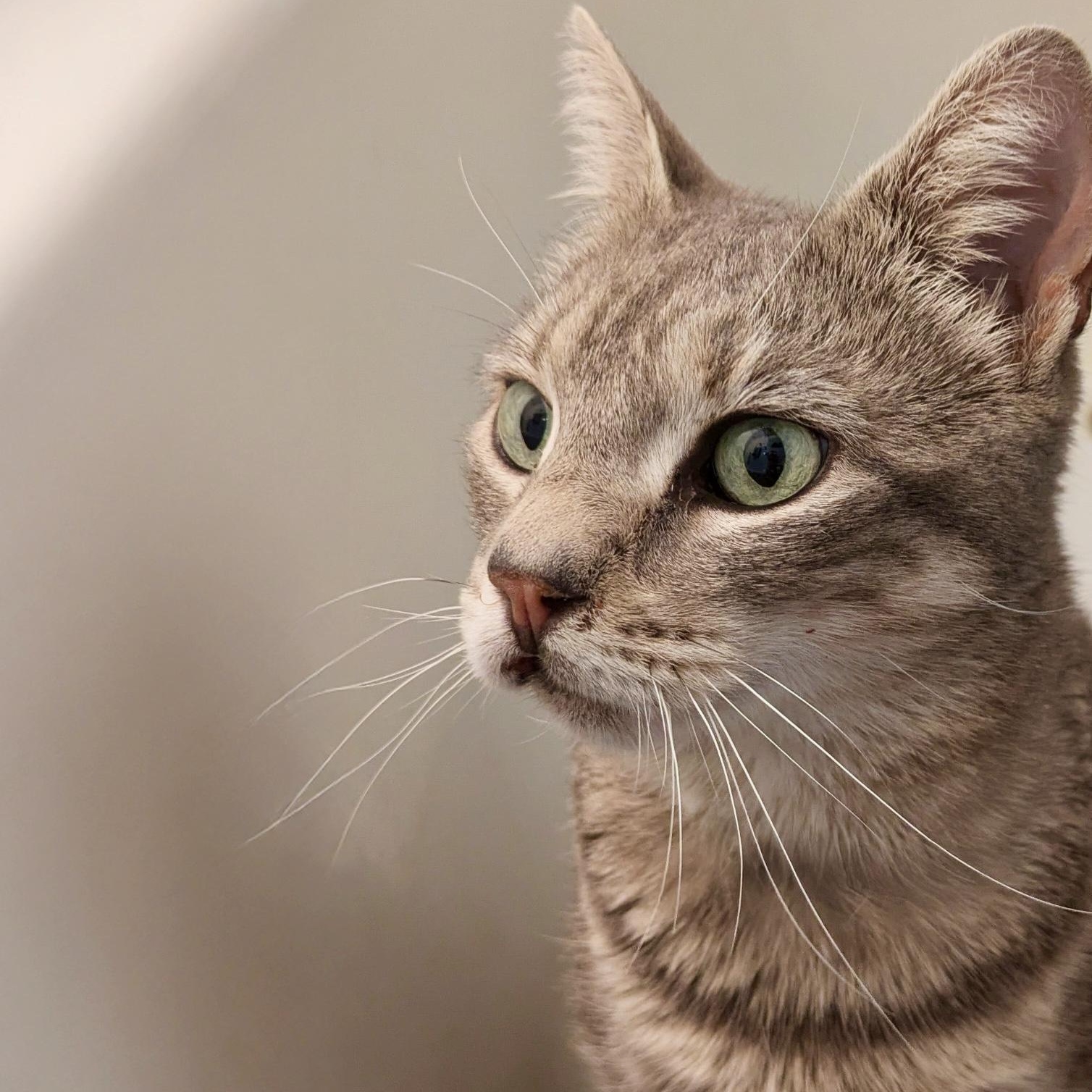 Enlarge Lumi, a Adoptable Domestic Short Hair in Long Island City, NY image 3/6