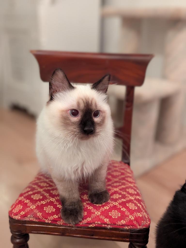 Enlarge Counterfeit (Langley kitten #61), a Adoptable mixed breed in Richmond, BC image 1/1