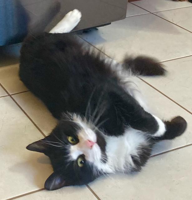 Enlarge Marley - the BEST adoptable cat, very dog like!, a ADOPTABLE Domestic Medium Hair in Durham, CT image 2/3