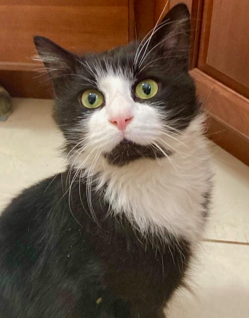 Marley - the BEST adoptable cat, very dog like!, ADOPTABLE, Adult Male Domestic Medium Hair.