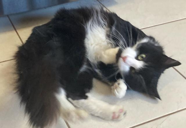 Enlarge Marley - the BEST adoptable cat, very dog like!, a ADOPTABLE Domestic Medium Hair in Durham, CT image 3/3