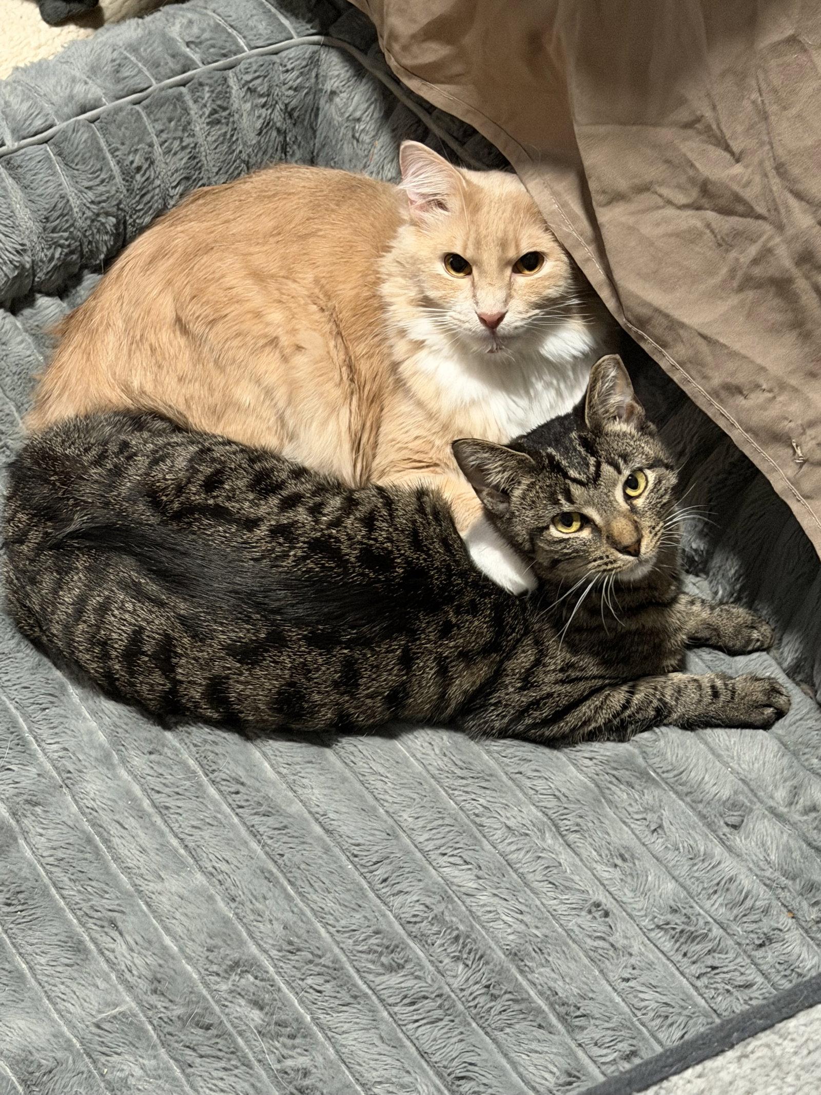 Enlarge TJ, a Adoptable Domestic Short Hair in Nashville, TN image 2/3