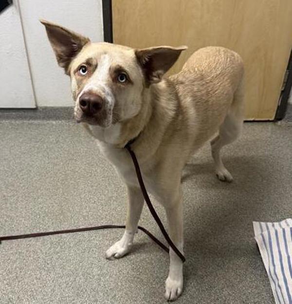 Enlarge San, a Adoptable mixed breed in Escondido, CA image 1/1