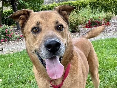 ATLAS, Adoptable, Adult Male German Shepherd Dog & Mixed Breed.