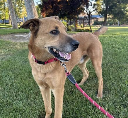 ATLAS, Adoptable, Adult Male German Shepherd Dog & Mixed Breed.